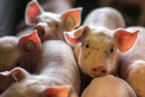 USDA proposes disastrous plan to increase kill speeds at pig slaughterhouses