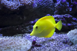 Hawaii’s tropical fish, under assault from aquarium collectors, win another reprieve in court
