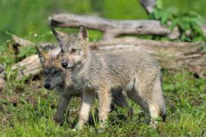 Trump administration wants to reinstate cruel hunting practices in Alaska, like killing hibernating bears, shooting wolf pups in dens