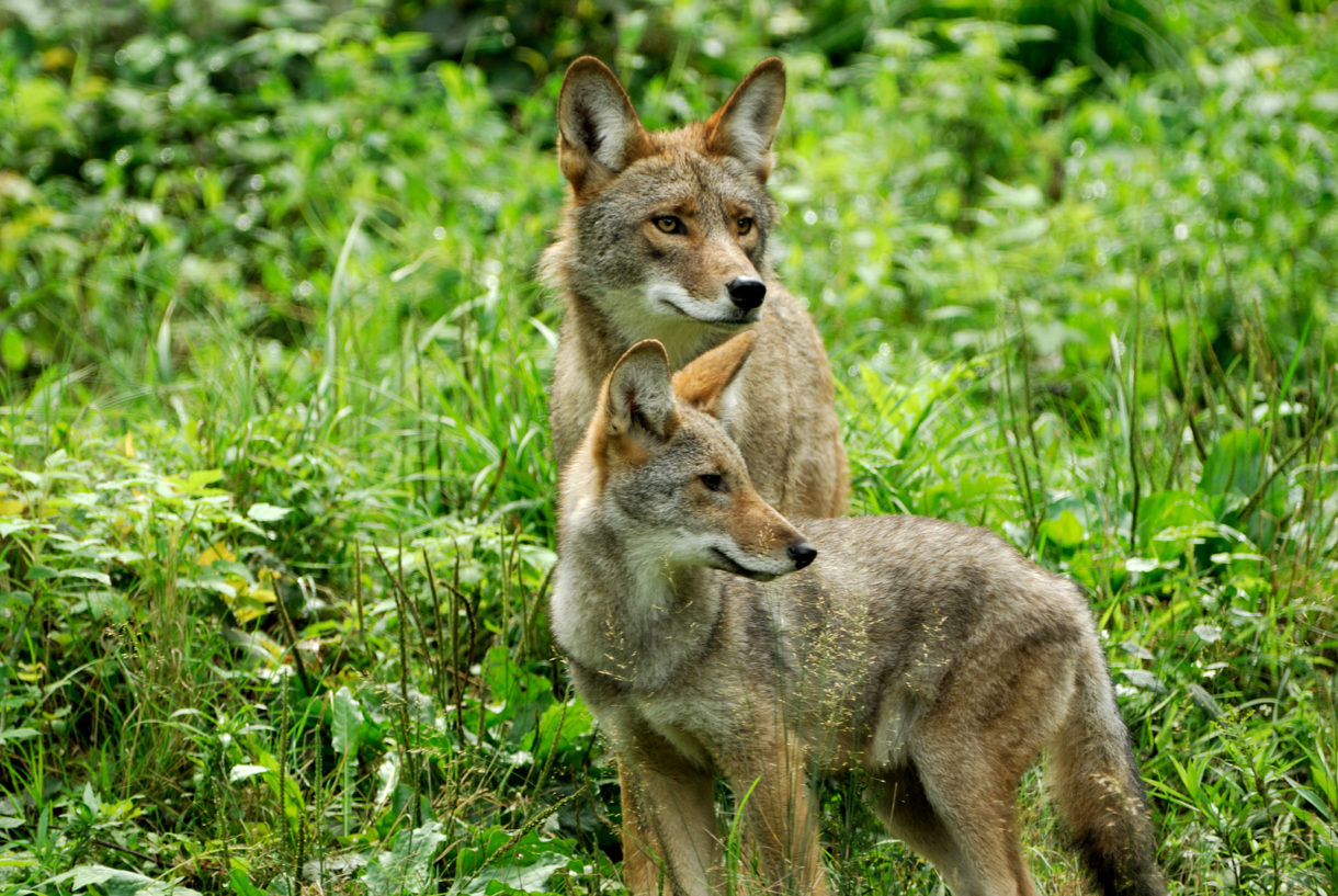 Vermont bans coyote killing contests, grisly spectacles of animal cruelty