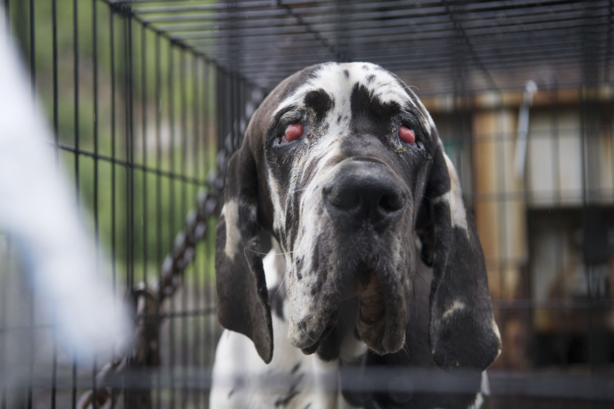 New Hampshire fight reveals American Kennel Club as a champion of puppy mills, not dogs 