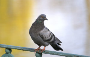 Maryland says no to pigeon shoots