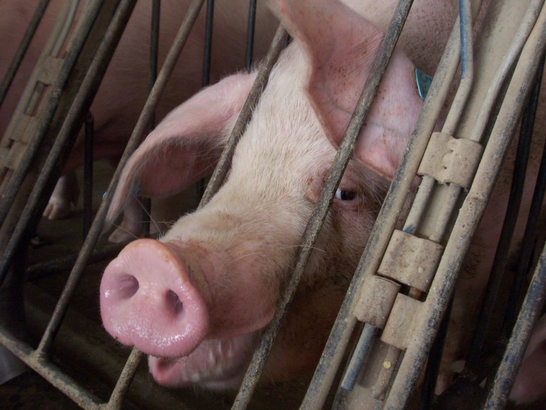 Global animal health organization says pigs should be housed in groups