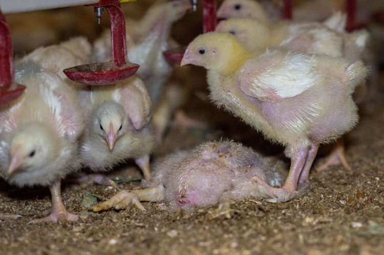 Our Unhappy Meals campaign puts McDonald's on alert to end chicken cruelty  · A Humane World
