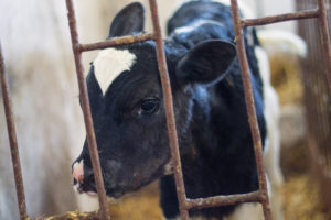 It’s official – Californians can vote to ban cage confinement for farm animals