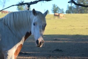 Duchess Sanctuary, a safe haven for abused equines, celebrates its 10th anniversary