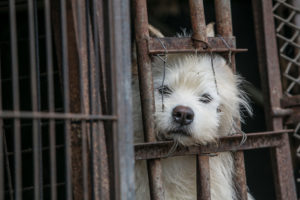 HSI rescues 50 dogs from South Korea meat trade before summer slaughter begins