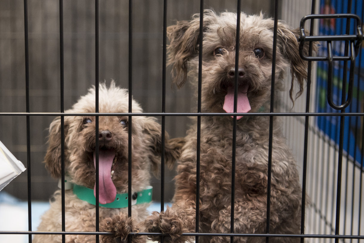 Breaking news: Ohio governor signs landmark anti-puppy-mill law