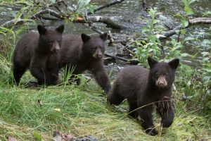 Alaskans say ‘no’ to cruel hunting methods for killing hibernating bears, wolf pups in dens