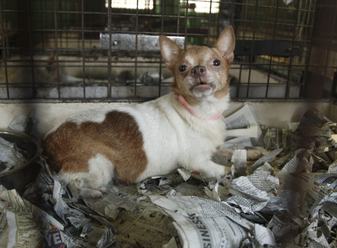 Ohio senate advances groundbreaking reform for puppy mill dogs