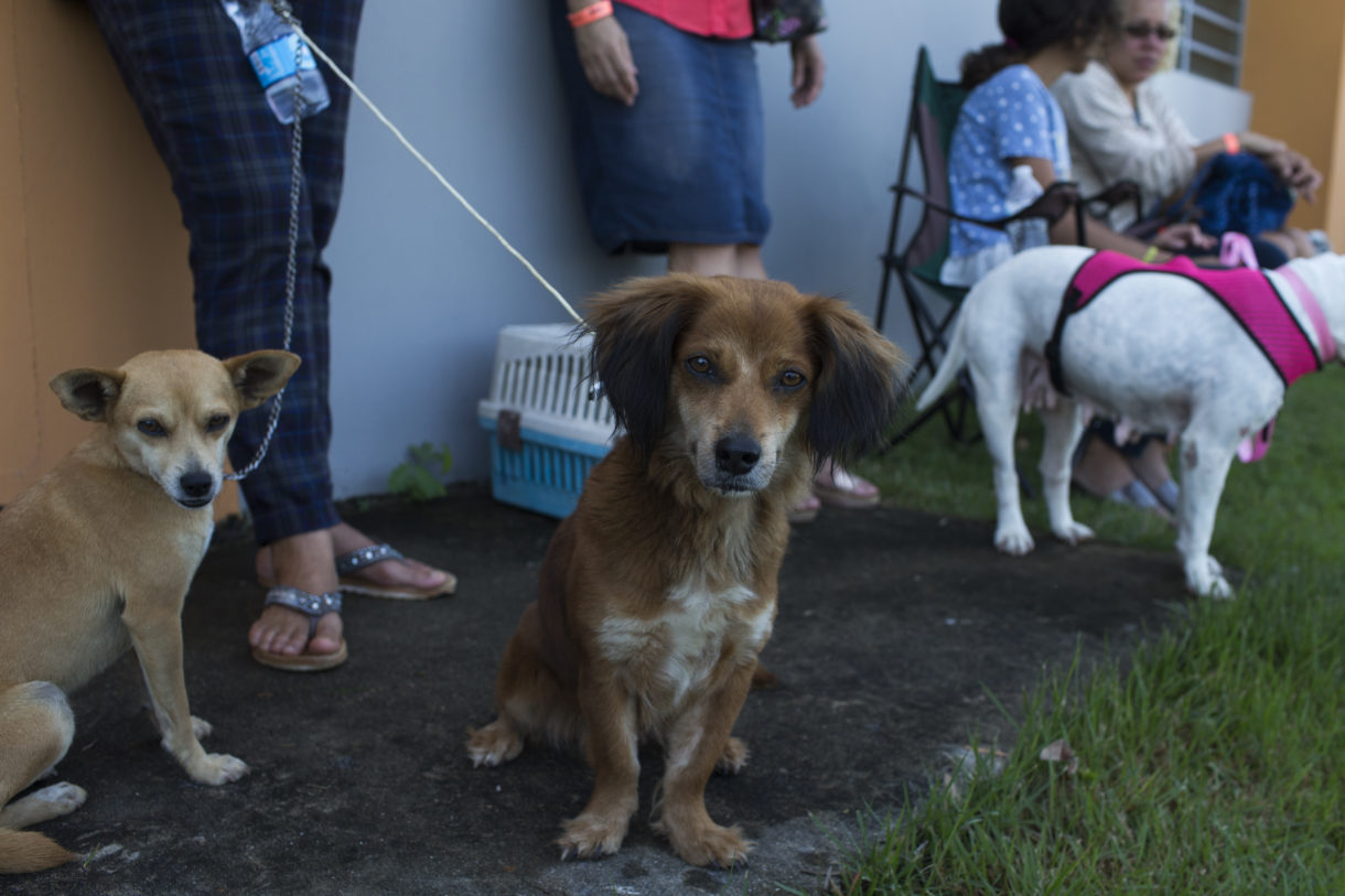 More than 5,600 dogs and cats helped in first round of Spayathon for Puerto Rico