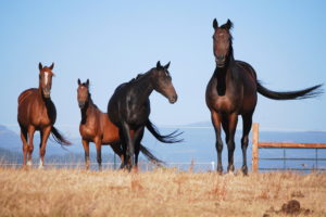 Protect our equine athletes by passing the Horseracing Integrity Act