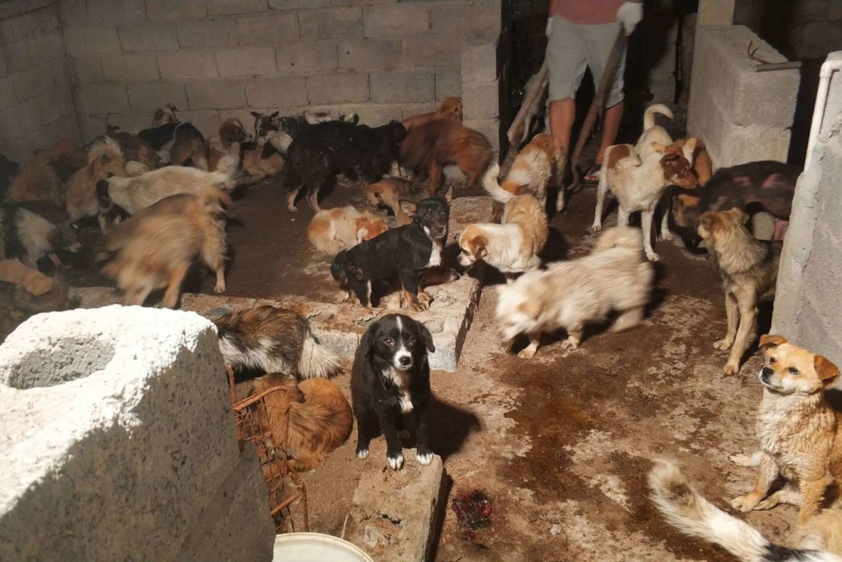 Ahead of Yulin, video documents horrors of a dog slaughterhouse; 135 dogs rescued from death