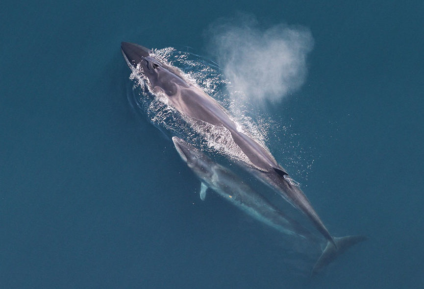 Iceland resumes slaughter of fin whales, defying international ban