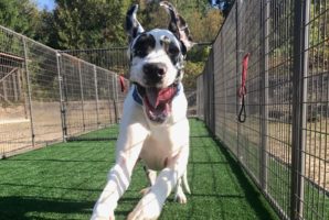 Breaking news: Judge says New Hampshire Great Danes can be placed for adoption