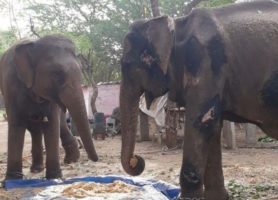In India, an elephant wins freedom from tourist rides and the illegal wildlife trade