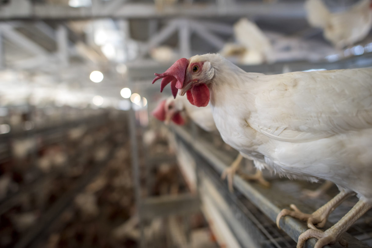 Victory! Rhode Island bans battery cages for egg-laying hens