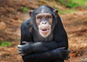 On World Chimpanzee Day, let’s celebrate progress and seek a better future for our ‘closest cousins’