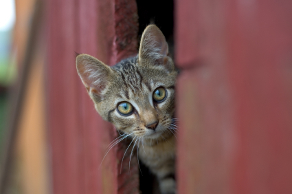Pathbreaking DC Cat Count project would help humanely manage outdoor cat populations