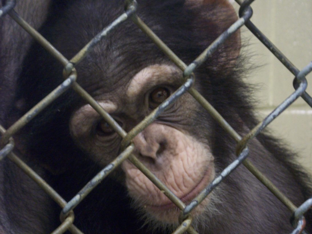 Tell NIH to send the last of the research chimpanzees to sanctuary