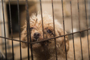 At White House meeting, breeders and other stakeholders agree on need for puppy mill reforms