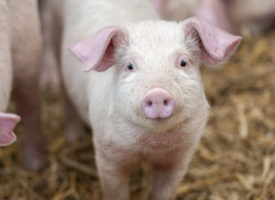 Court stops millions of dollars in additional government payouts to pork lobby