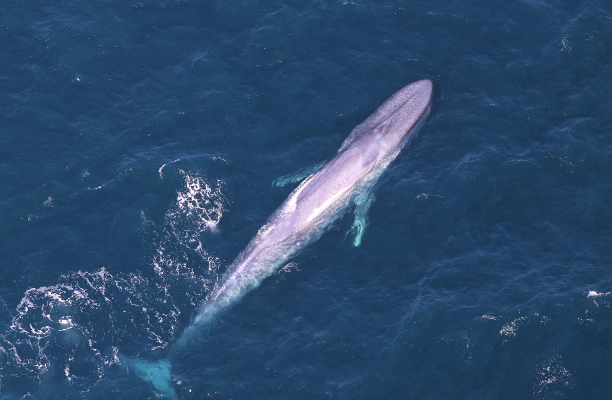 Defying the world again, Iceland kills what may be an endangered blue whale