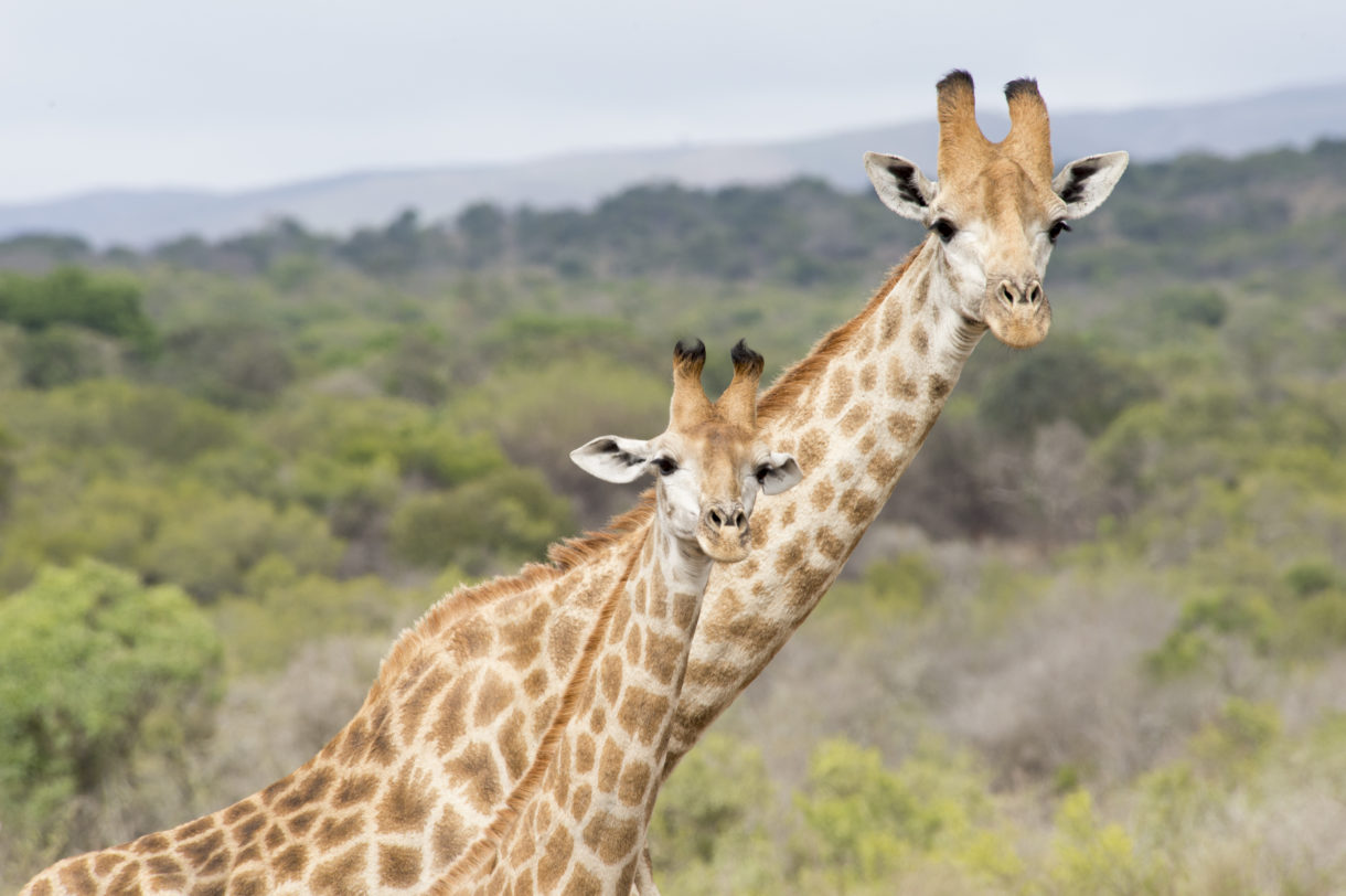 HSUS and HSI investigation uncovers a thriving U.S. market for trophy-hunted giraffe parts