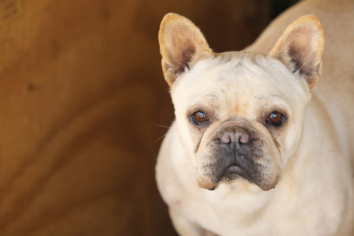 Puppies face harrowing, sometimes deadly, journey in the puppy-mill-to-pet-store pipeline