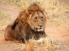 Lion snuggle scam in South Africa cons tourists, harms wildlife