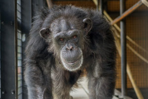 After a lifetime in labs, 10 older chimpanzees get a permanent home at Project Chimps sanctuary