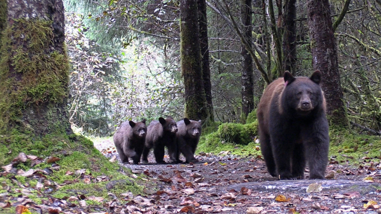 Outrage grows over killing of a mother bear and her cubs even as federal government moves to make such action legal