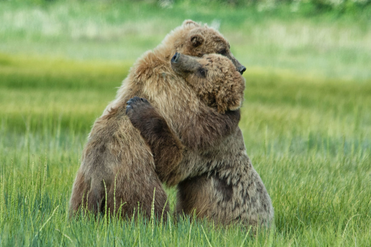 Victory! Court restores Endangered Species Act protections for Yellowstone’s grizzly bears