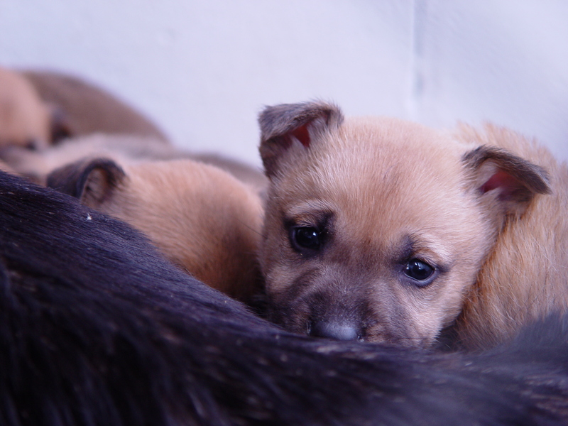 India mandates new regulations to stop animal cruelty and neglect by pet stores