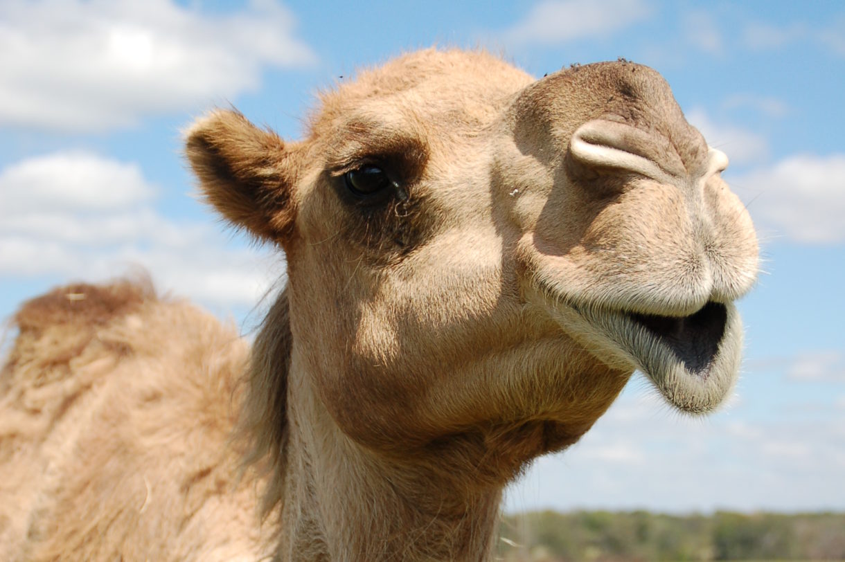 Camel incident at circus highlights dangers of using wild animals for entertainment