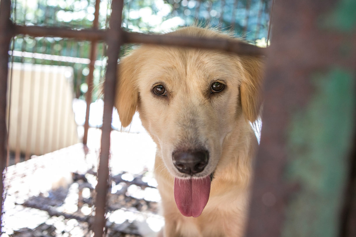 Breaking news: U.S. House votes to crack down on dog and cat meat, wildlife trafficking