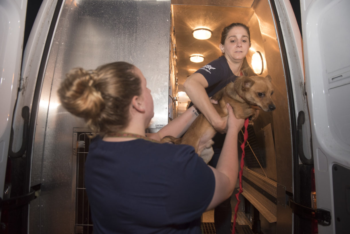 As Hurricane Florence barrels toward East Coast, HSUS Animal Rescue Team moves to keep animals safe