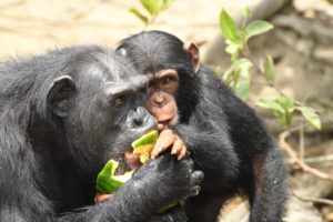 Support Second Chance Chimpanzee Refuge Liberia on Giving Day for Apes