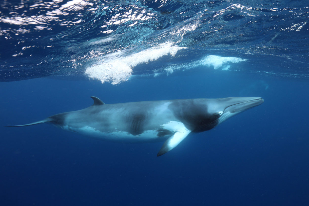 World says ‘no’ to Japan’s bid to restart whaling; reaffirms commitment to conserve whales