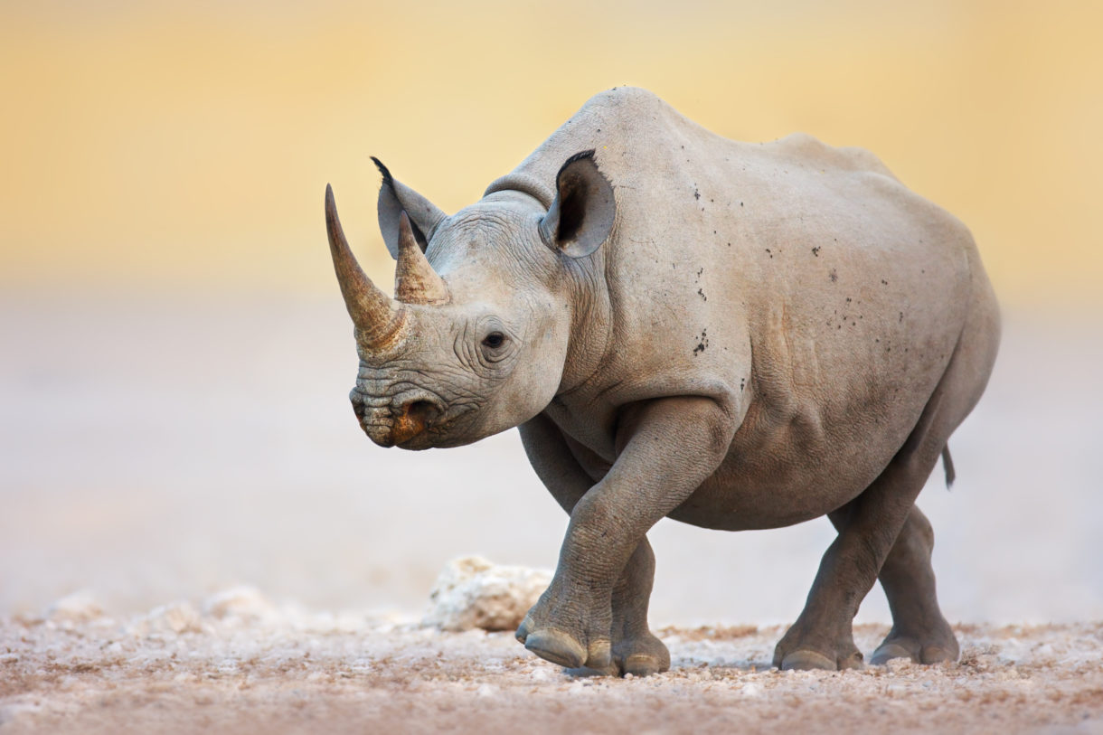 U.S. will allow Texas billionaire to import trophy of critically endangered black rhino he killed