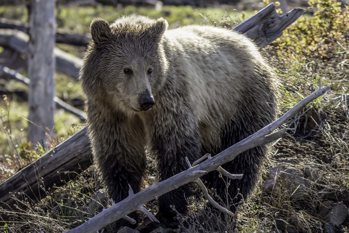 One day after court victory, an attempt in Congress to delist Yellowstone grizzly bears