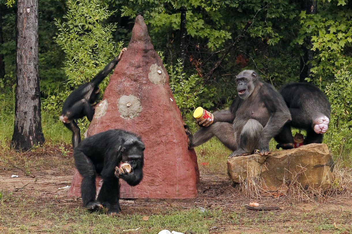 Despite efforts to thwart the process, NIH says it will retire chimpanzees to sanctuary
