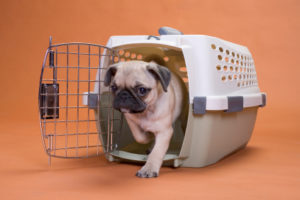 Delta, Congress move to improve airline travel for pets