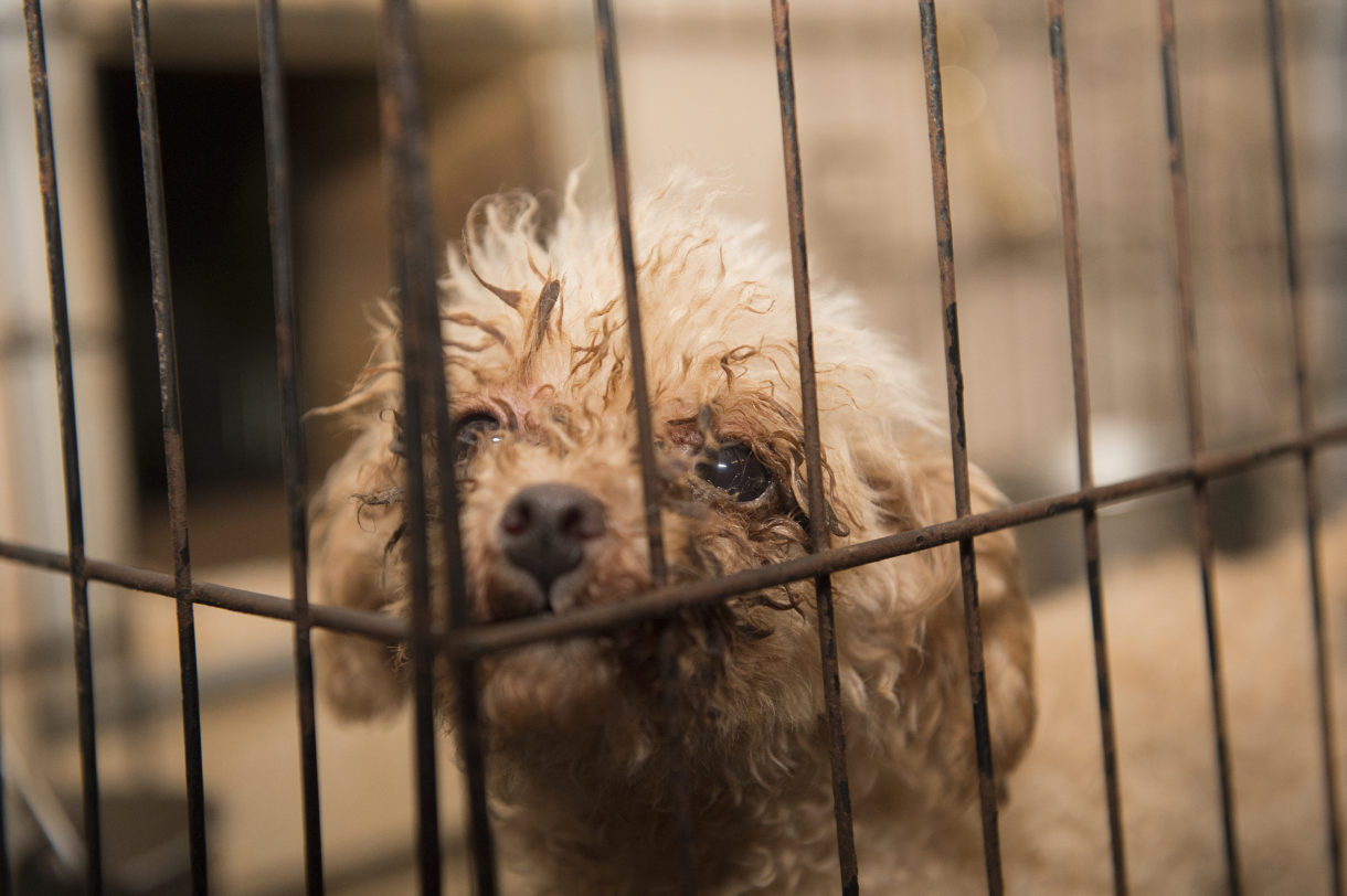 USDA scales back on enforcing Animal Welfare Act violations by puppy mills, roadside zoos and other businesses