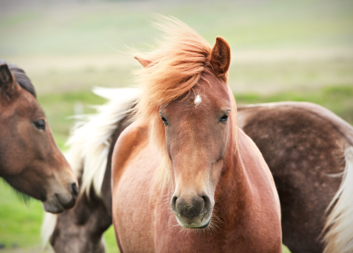 HSUS, other advocacy groups sue to stop sale of California wild horses to slaughter