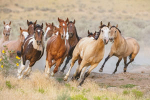 U.S. Forest Service removing 1,000 wild horses in California; some could be sold for slaughter
