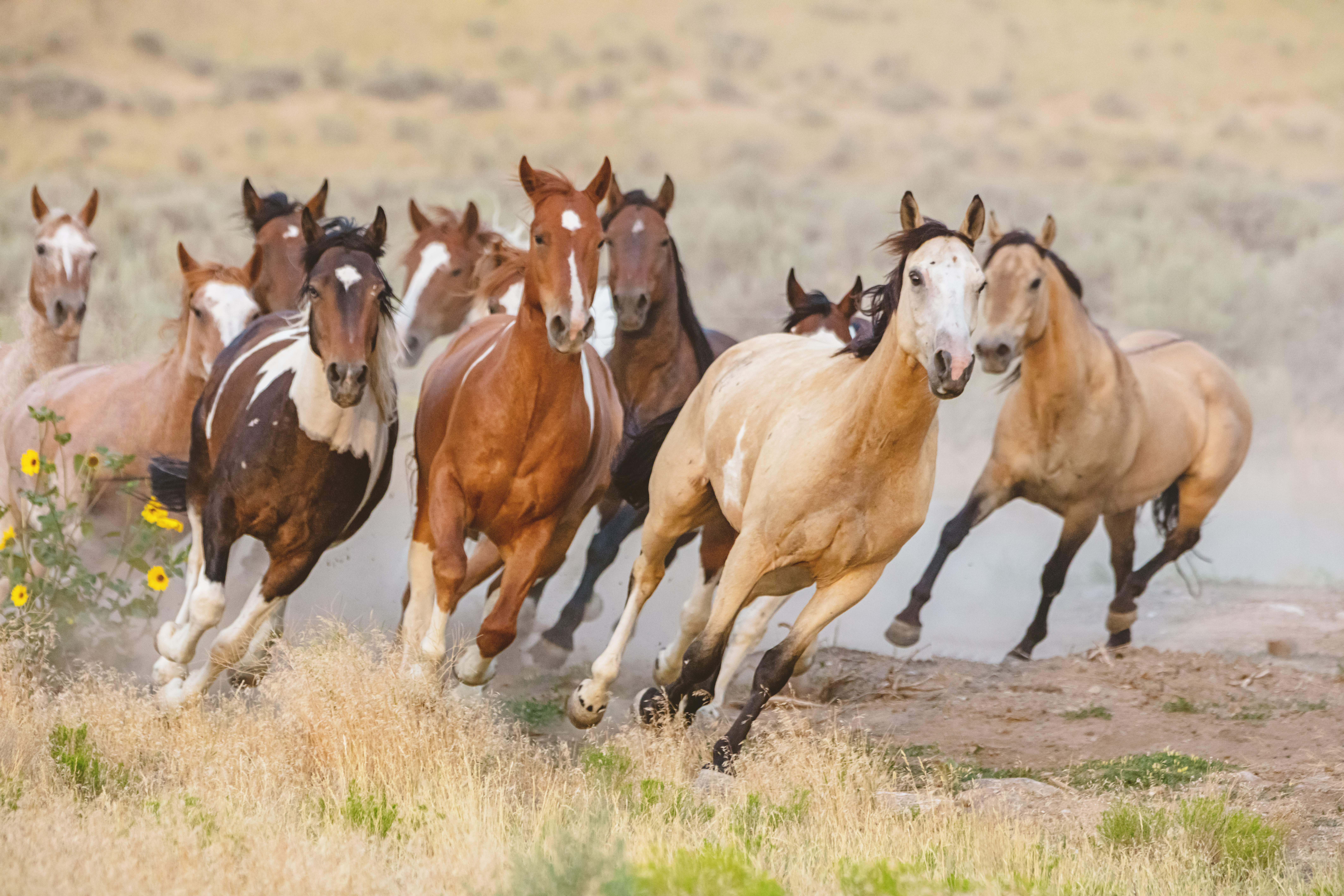 U S Forest Service Removing 1 000 Wild Horses In California Some Could Be Sold For Slaughter A Humane World