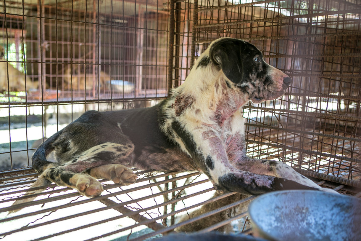 200 more dogs break free of the misery of a Korean dog meat farm