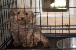 Bill in Pennsylvania would ban sale of puppy mill dogs in pet stores