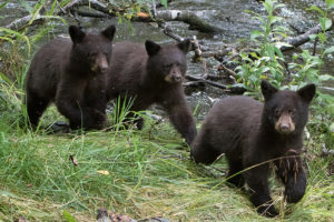 Urgent alert! Act now to stop cruel hunting methods to kill wolves, bears on national lands in Alaska